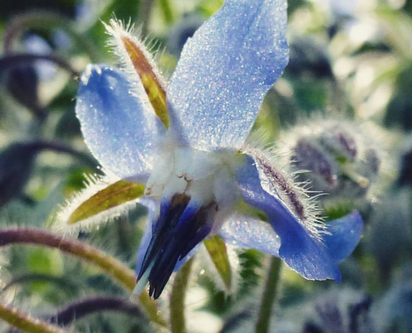macro de fleur bleue étincelante
