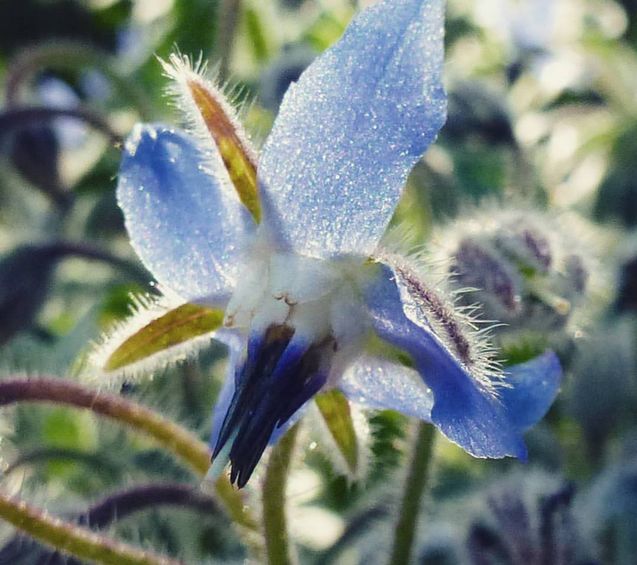 macro de fleur bleue étincelante