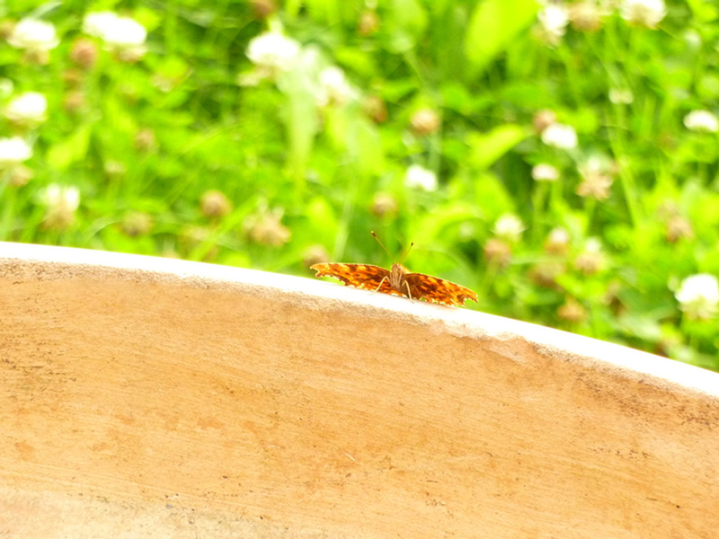 papillon dans le jardin